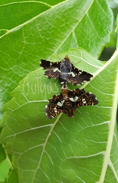 Thyris fenestrella - gyakori ablakosmoly