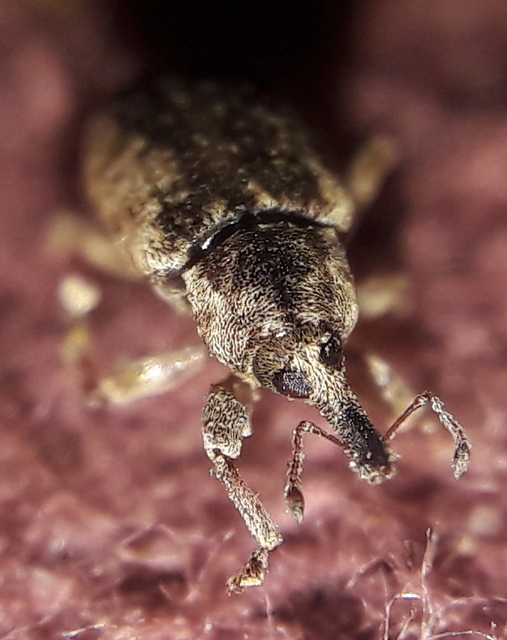 Dorytomus ictor - szegélyes hangormányos