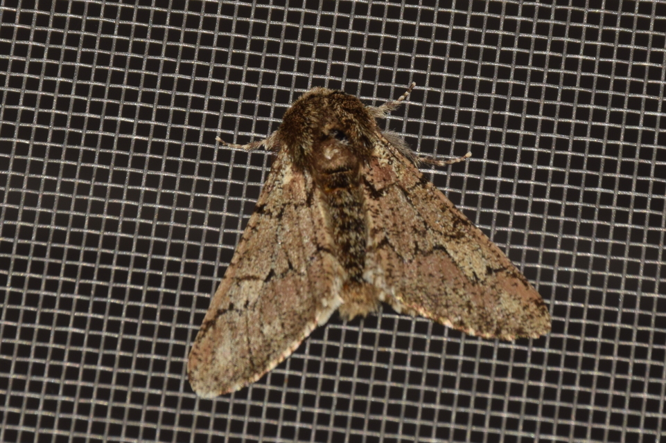 Biston strataria - barnapettyes araszoló