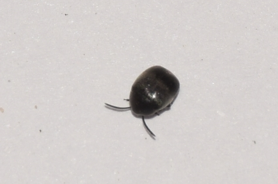 Spermophagus