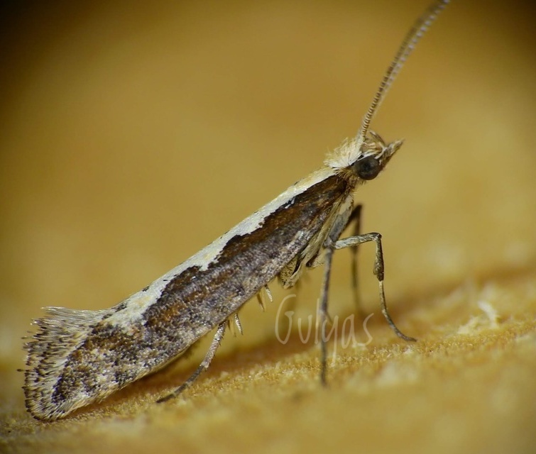 Plutella xylostella - káposztamoly
