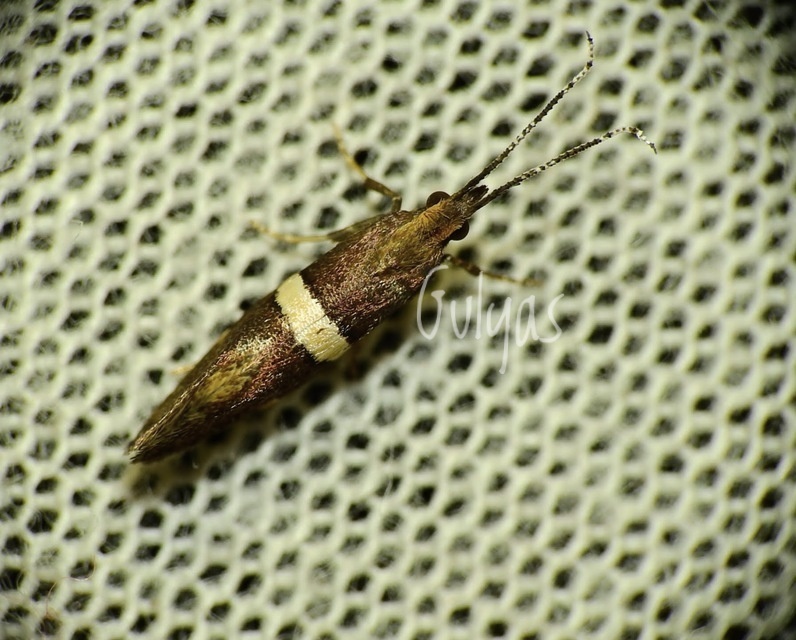 Eidophasia messingiella - kakukktormamoly