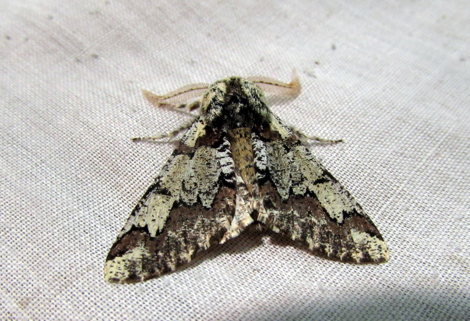 Biston strataria - barnapettyes araszoló