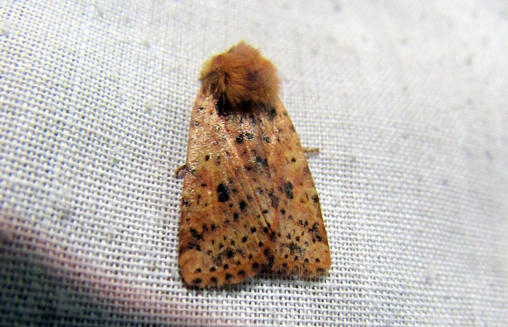 Conistra rubiginea - vörös őszibagoly