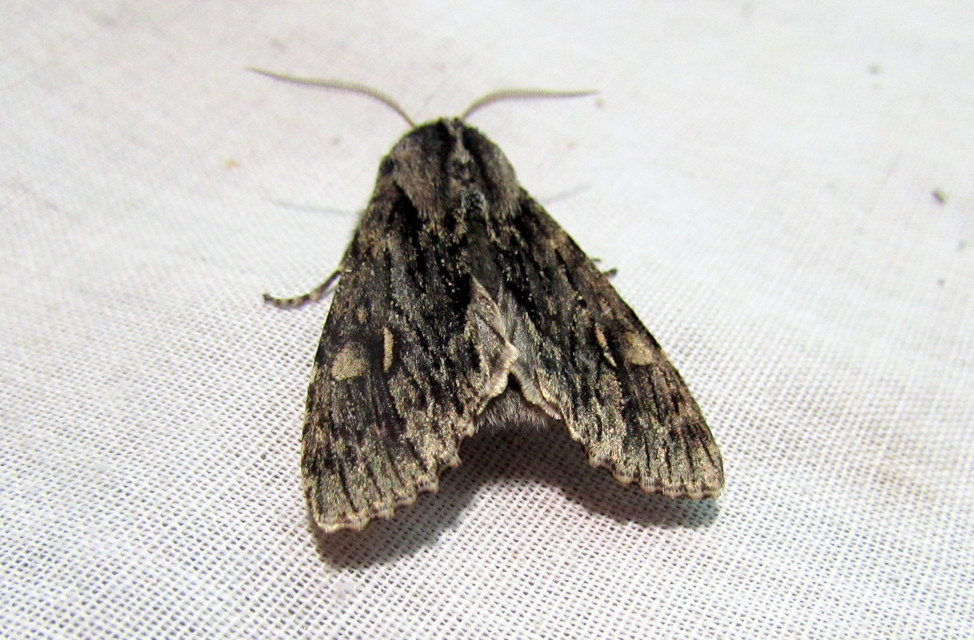 Brachionycha nubeculosa - zömök fésűsbagoly