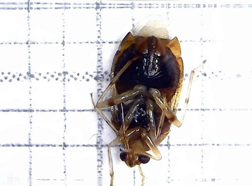 Deraeocoris lutescens - sárgás mezeipoloska