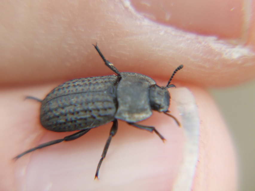 Opatrum sabulosum - sároshátú gyászbogár