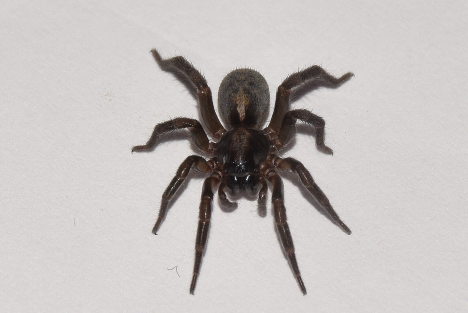 Arctosa lutetiana