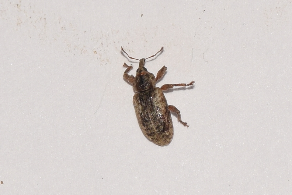 Dorytomus ictor - szegélyes hangormányos
