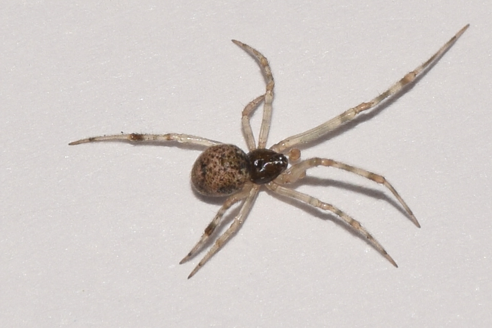 Parasteatoda tepidariorum - üvegházi törpepók