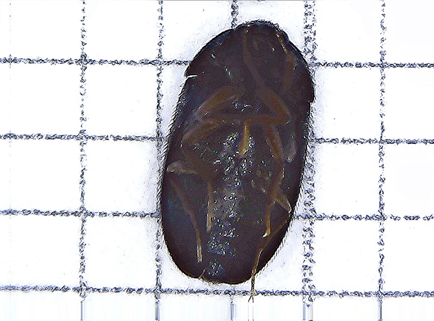 Attagenus
