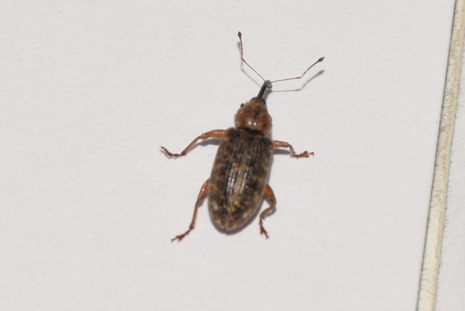 Dorytomus longimanus - kétalakú hangormányos