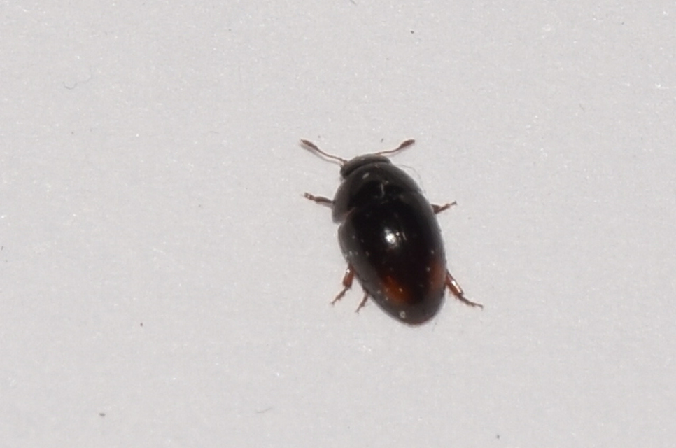 Phalacridae - kalászbogárfélék Phalacridae - kalászbogárfélék