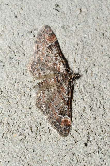 Gymnoscelis rufifasciata - vöröscsíkos törpearaszoló