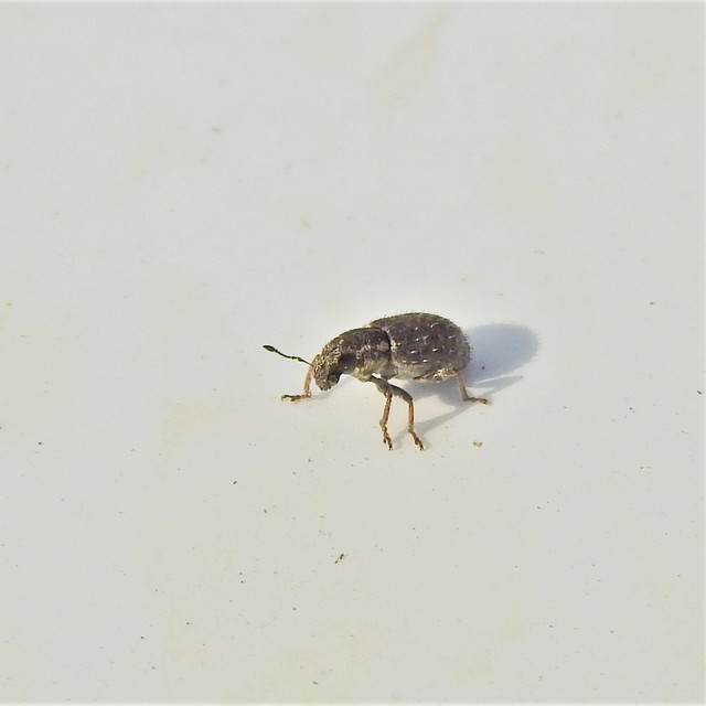 Sitona hispidulus - szőrös csipkézőbogár
