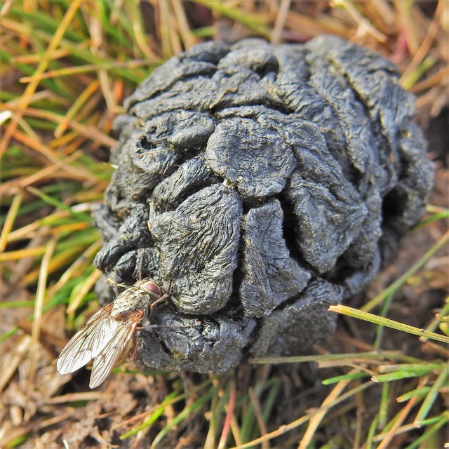 Muscidae - igazi legyek