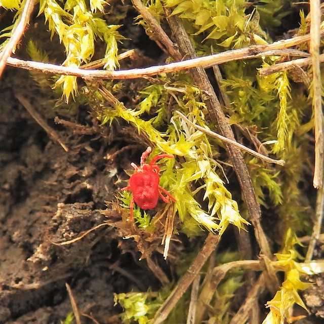 Trombidiidae