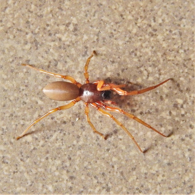 Dysderidae - fojtópókok