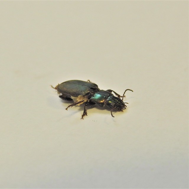 Harpalus distinguendus - mezei lomhafutó