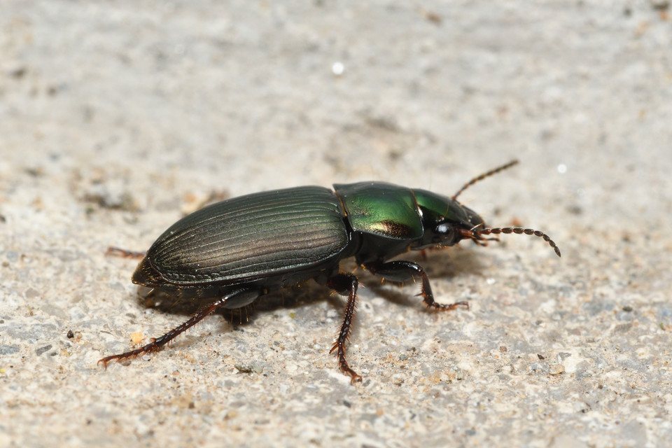 Harpalus distinguendus - mezei lomhafutó