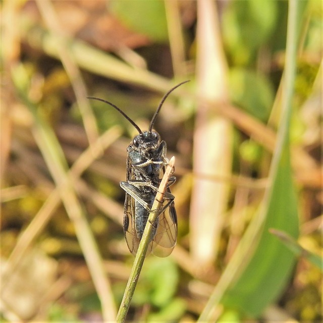 Tenthredinidae - valódi levéldarazsak