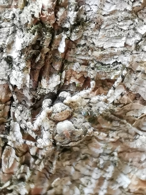 Philodromus poecilus - cifra karolópók
