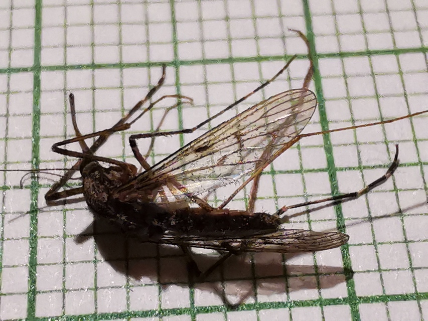Culicidae - csípőszúnyogok