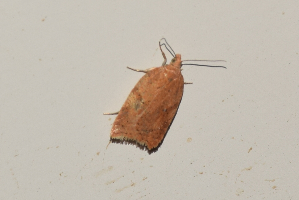 Acleris ferrugana - rozsdás levélmoly