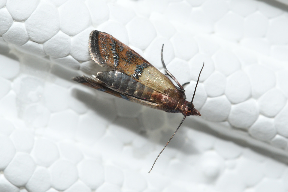 Plodia interpunctella - aszalványmoly
