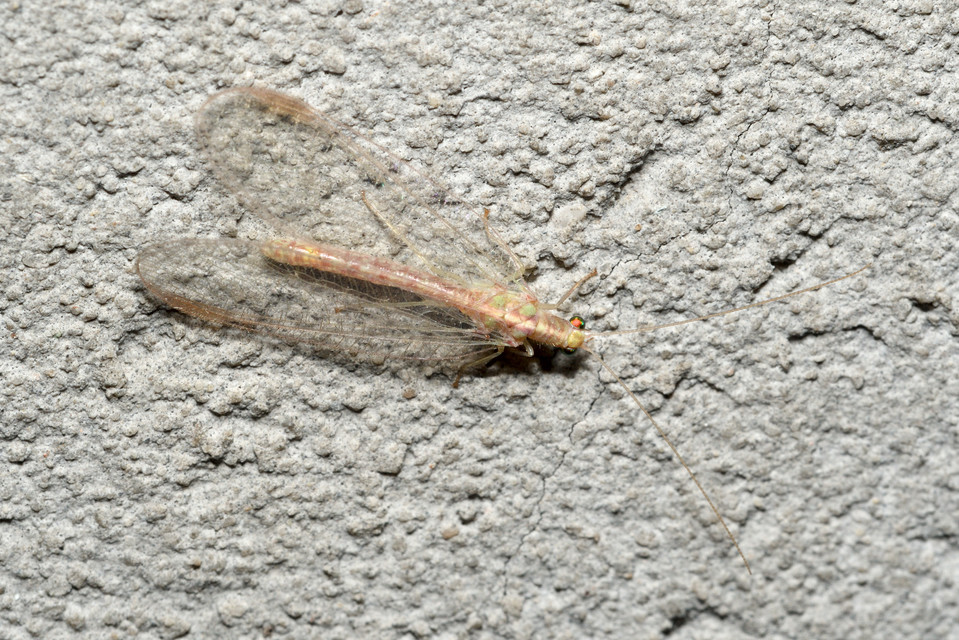 Chrysopidae - zöldfátyolkák