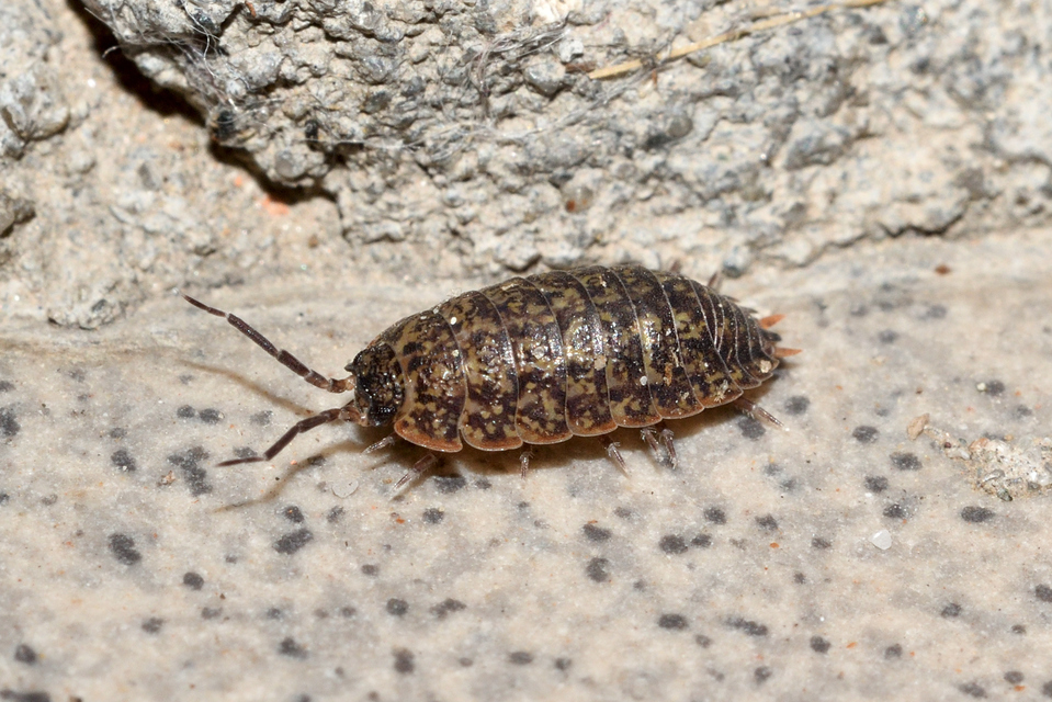 Porcellium collicola - gyakori tarkaászka