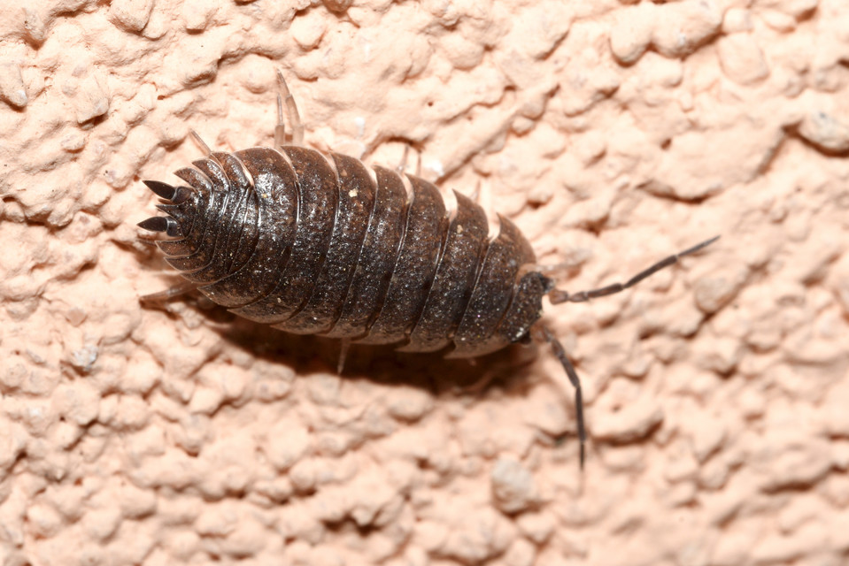 Porcellio scaber - érdes pinceászka