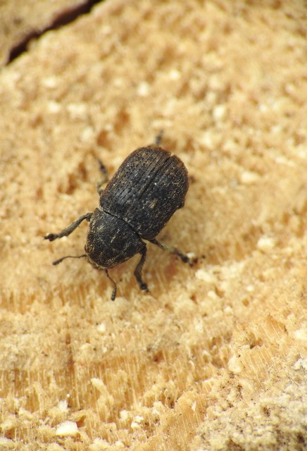 Anthribus nebulosus - ködfoltos pajzstetvész-orrosbogár