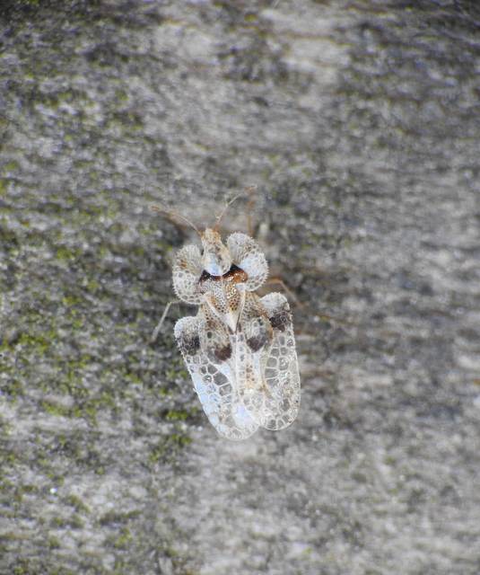 Corythucha arcuata - tölgy-csipkéspoloska