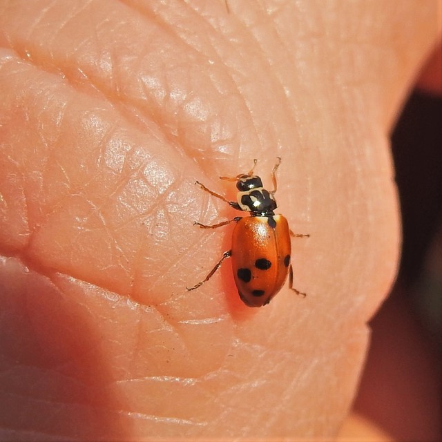 Hippodamia variegata - tizenhárompettyes katica