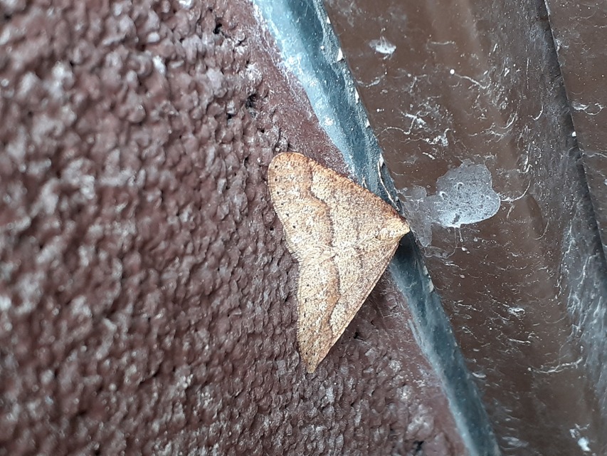 Agriopis marginaria - sárgás téliaraszoló