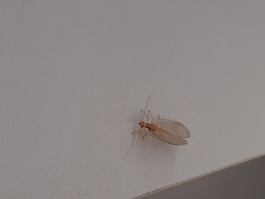 Chrysopidae - zöldfátyolkák
