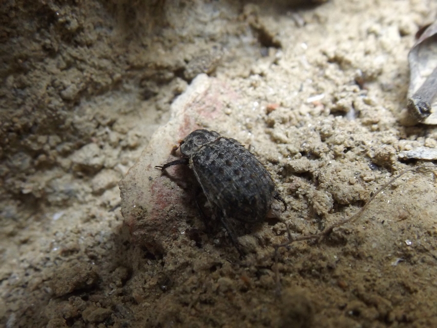 Trox sabulosus - közönséges irhabogár