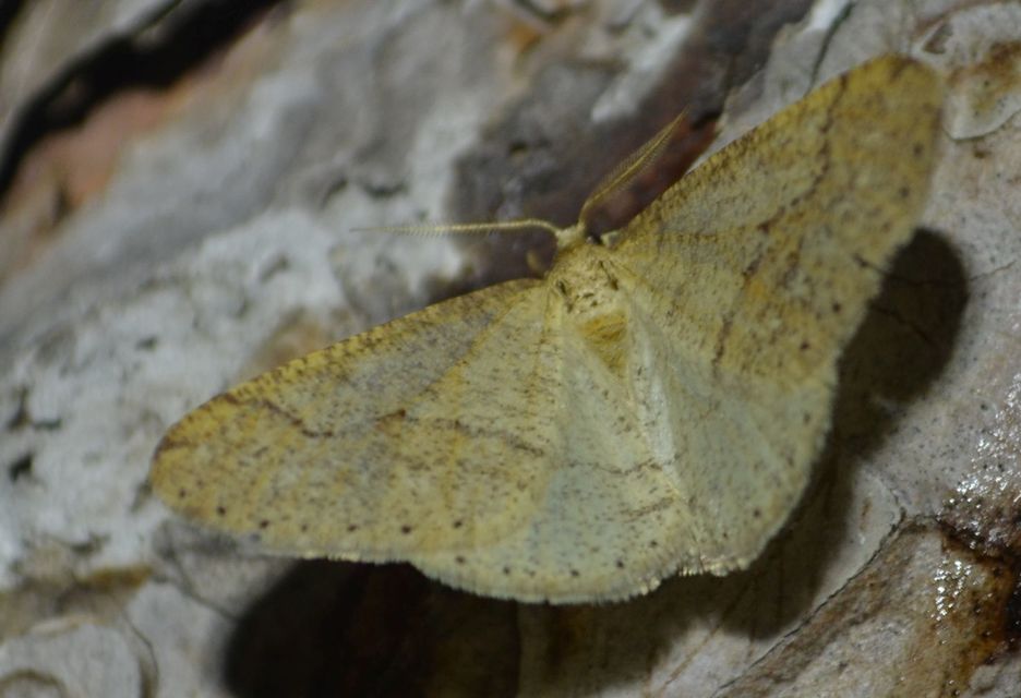 Agriopis marginaria - sárgás téliaraszoló