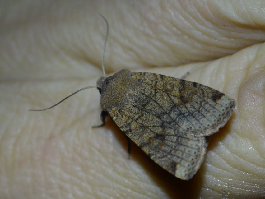 Conistra veronicae - veronika-őszibagoly