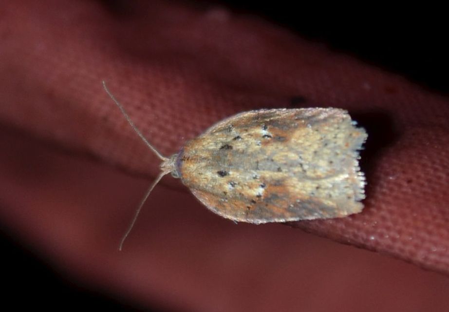 Acleris