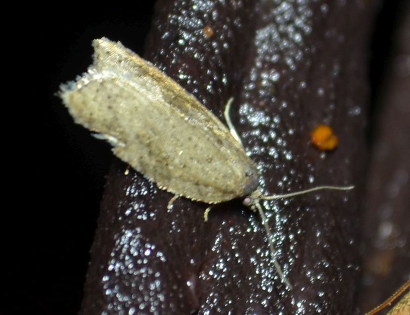 Acleris