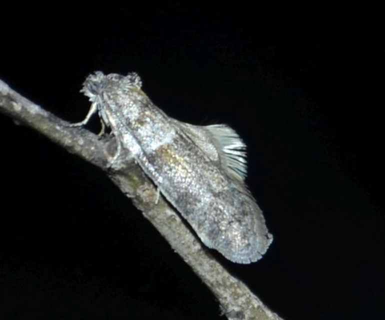 Tortricodes alternella - tavaszi sodrómoly