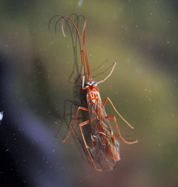 Ophion obscuratus