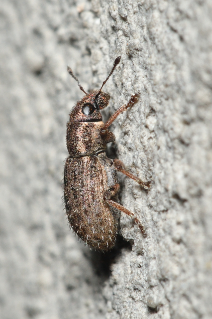 Sitona hispidulus - szőrös csipkézőbogár