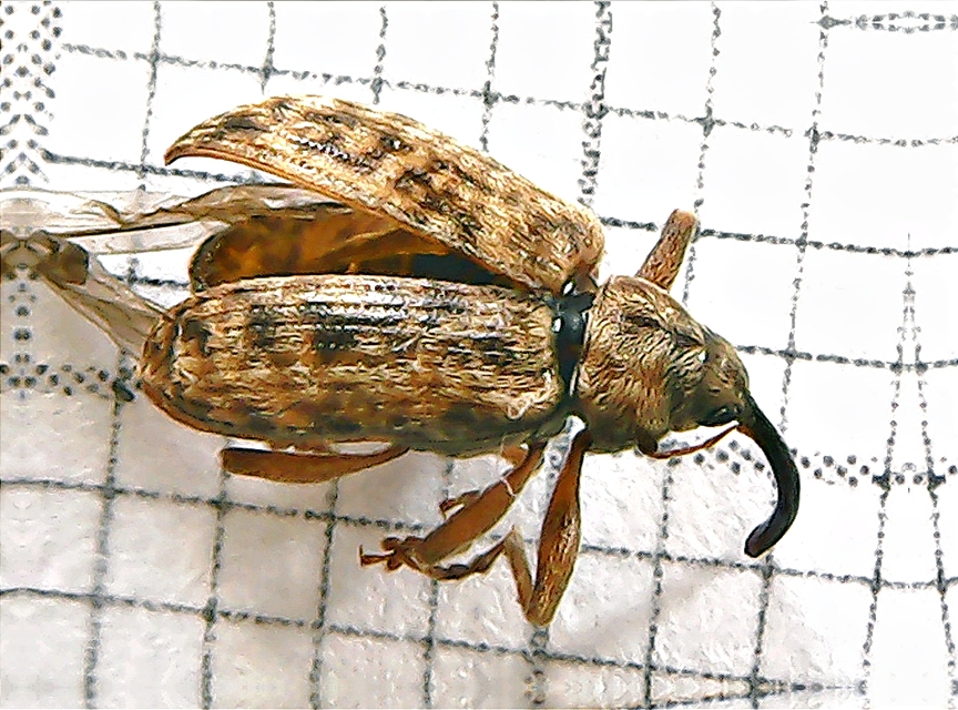Dorytomus