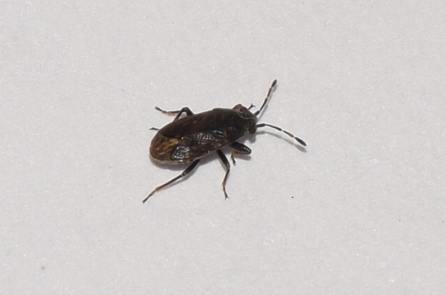 Stygnocoris fuligineus - homoki kisbodobács