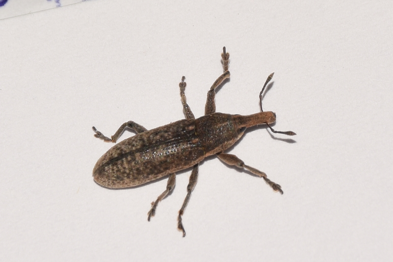 Lixus punctiventris - aggófű-dudvabarkó