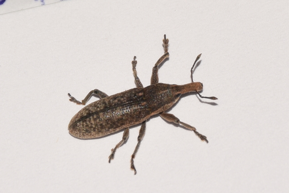 Lixus punctiventris - aggófű-dudvabarkó