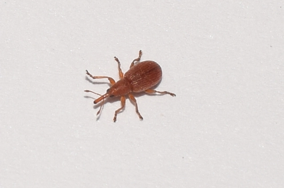 Apion rubiginosum - sóskaszár-cickányormányos